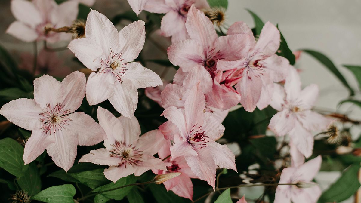 Вредные растения, которые не стоит сажать во дворе Вредные растения, которые не стоит сажать во дворе