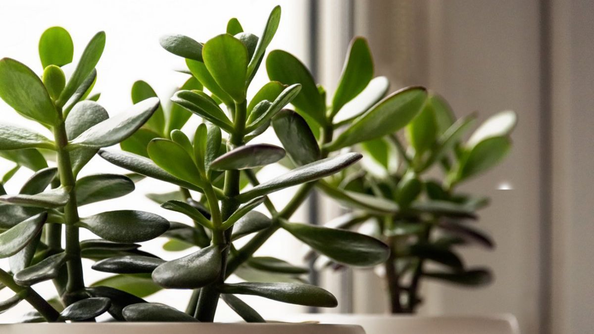 Грошове дерево привертає у життя фінансовий потік Грошове дерево привертає у життя фінансовий потік