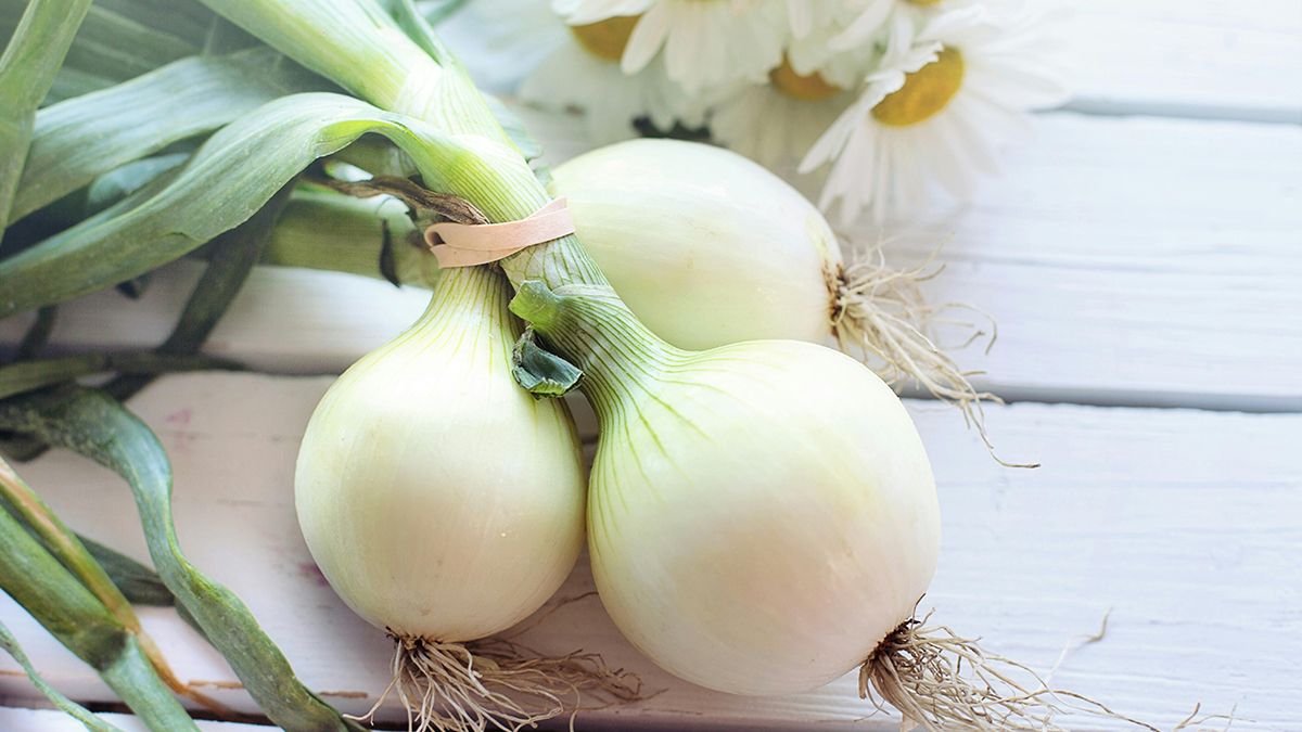 Названа польза каждого лука Названа польза каждого лука