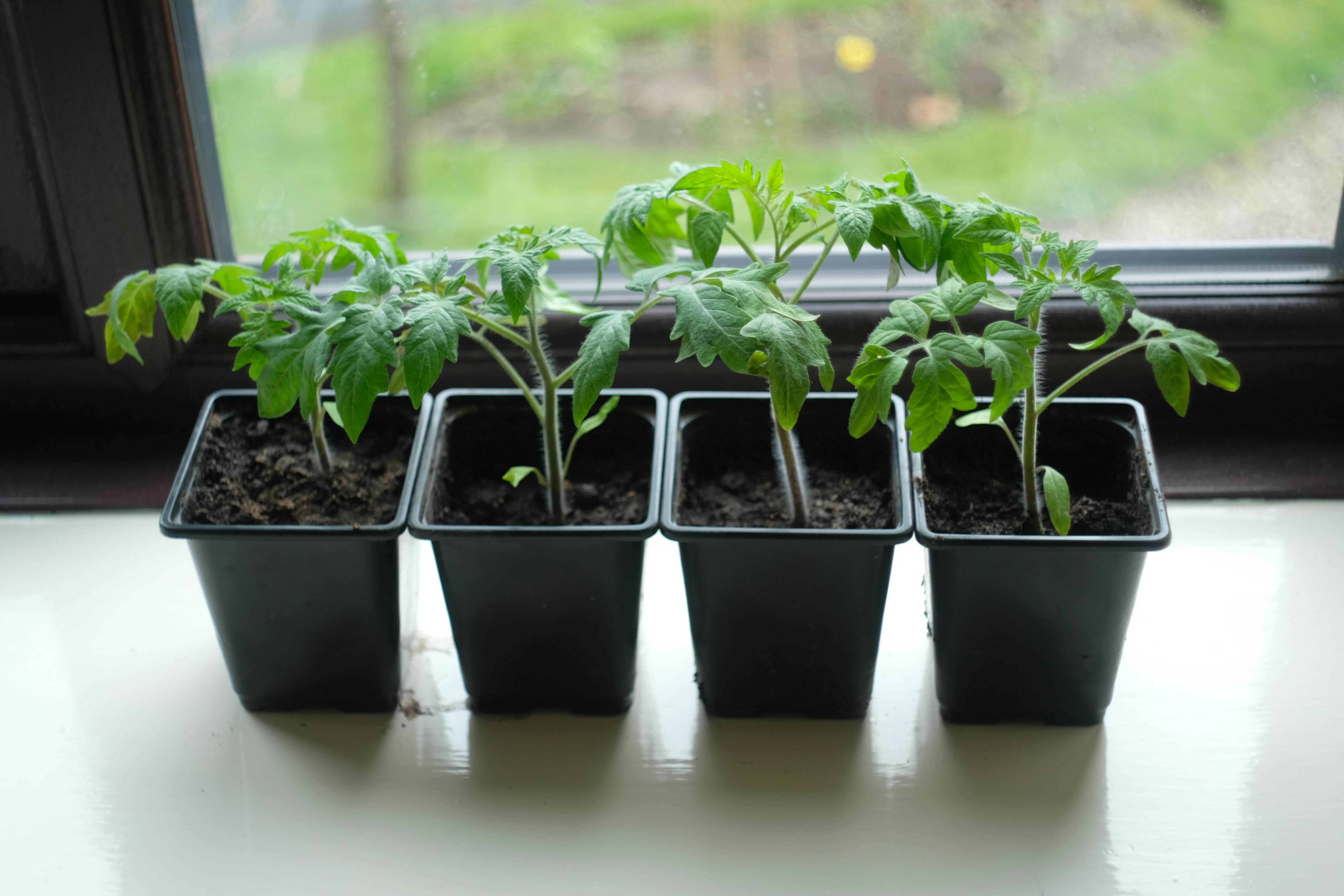 Семена можно прорастить очень быстро Семена можно прорастить очень быстро