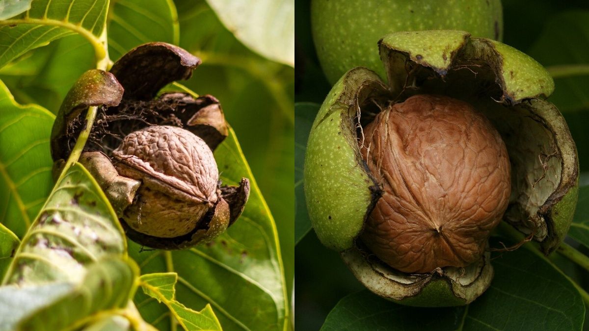 Волоський горіх не варто рубати Волоський горіх не варто рубати