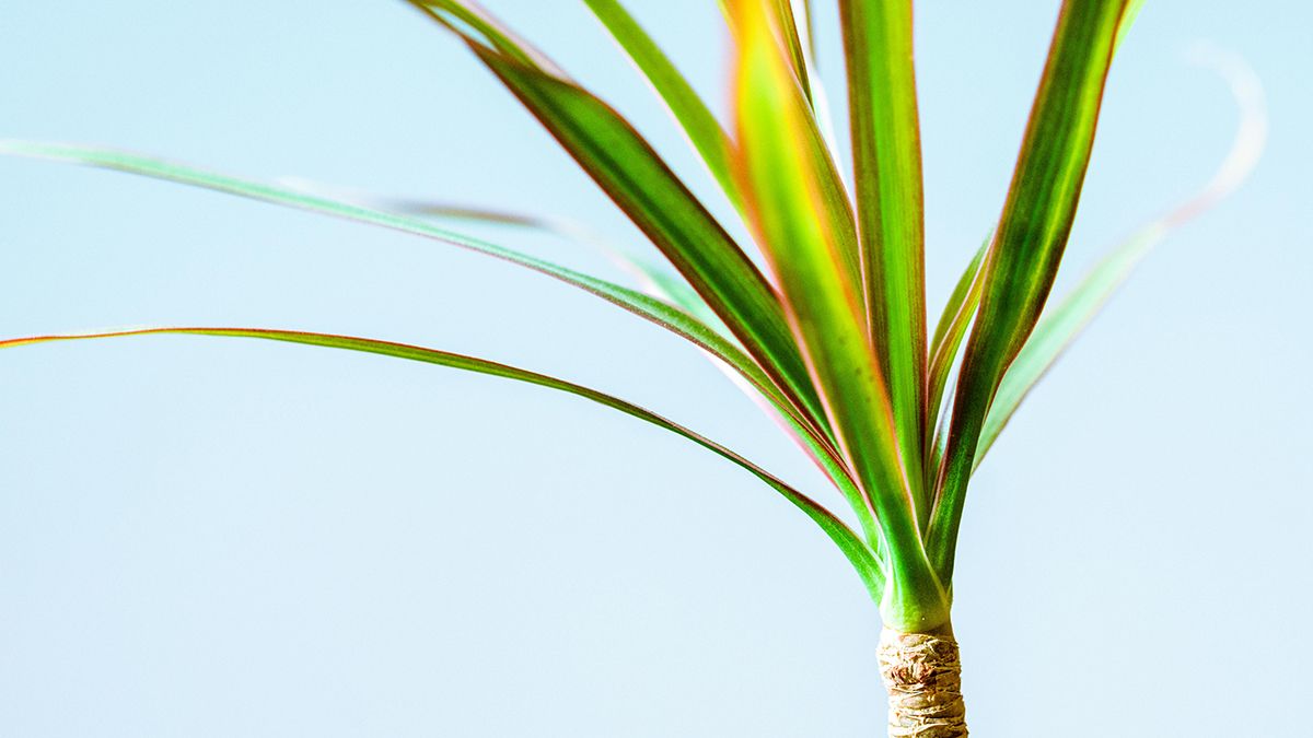 Поради, які допоможуть уникнути жовтіння листя драцени Поради, які допоможуть уникнути жовтіння листя драцени