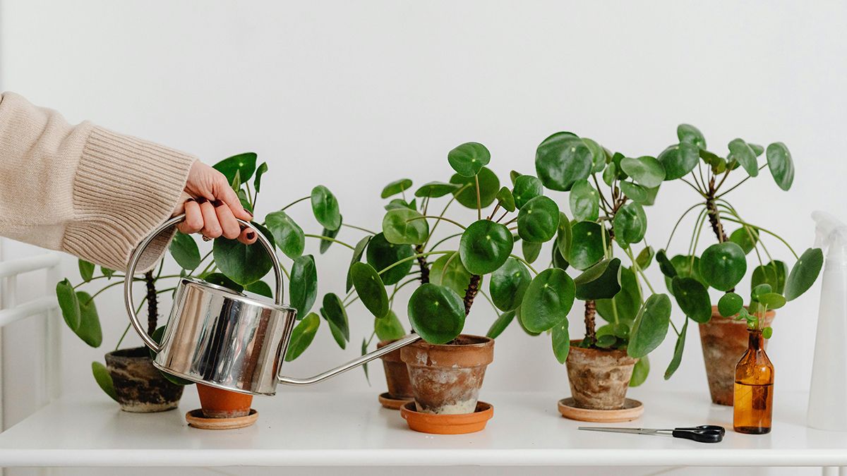 Рослини потрібно підливати поживною водою Рослини потрібно підливати поживною водою