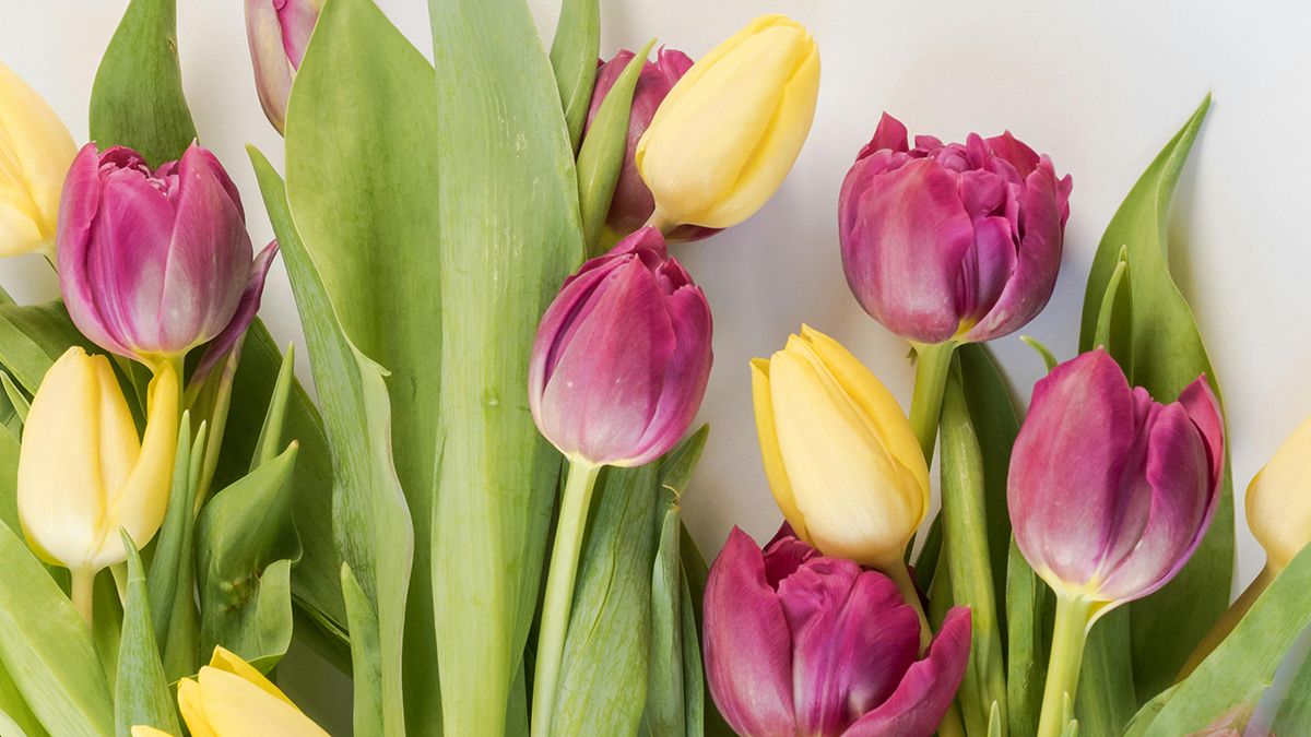 Тюльпани можуть стояти свіжими довго Тюльпани можуть стояти свіжими довго