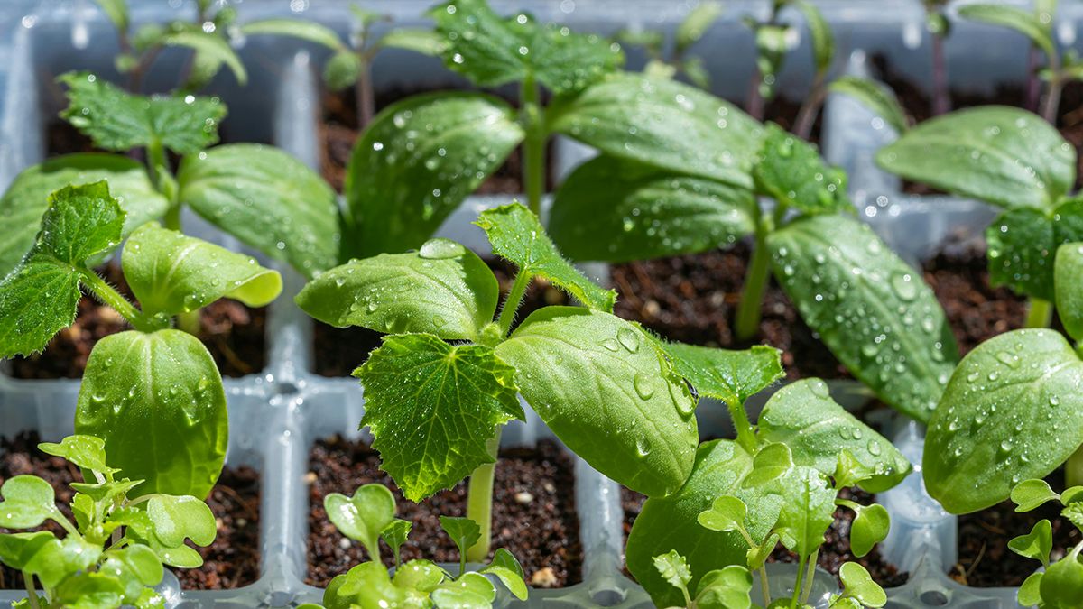 Йод подпитывает рассаду Йод подпитывает рассаду