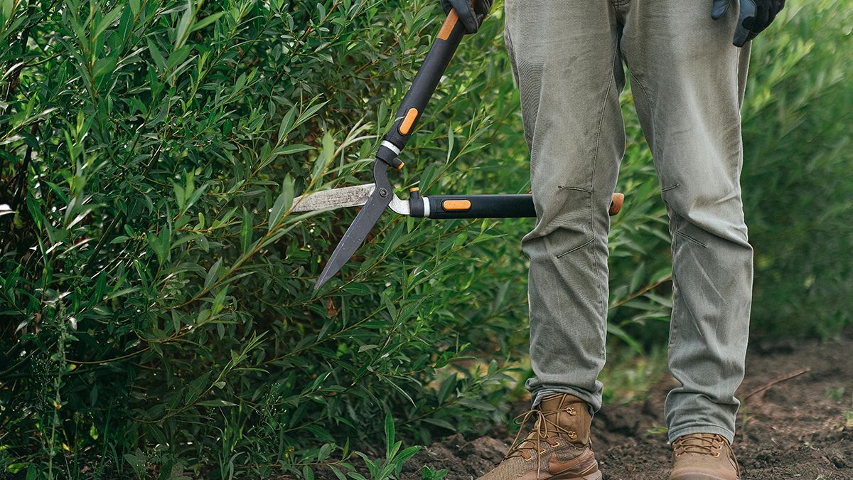 Деревья и кусты, которые нельзя обрезать весной Деревья и кусты, которые нельзя обрезать весной