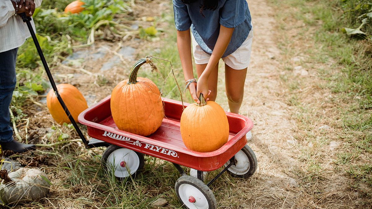 Тыкву надо сажать после значительного потепления Тыкву надо сажать после значительного потепления