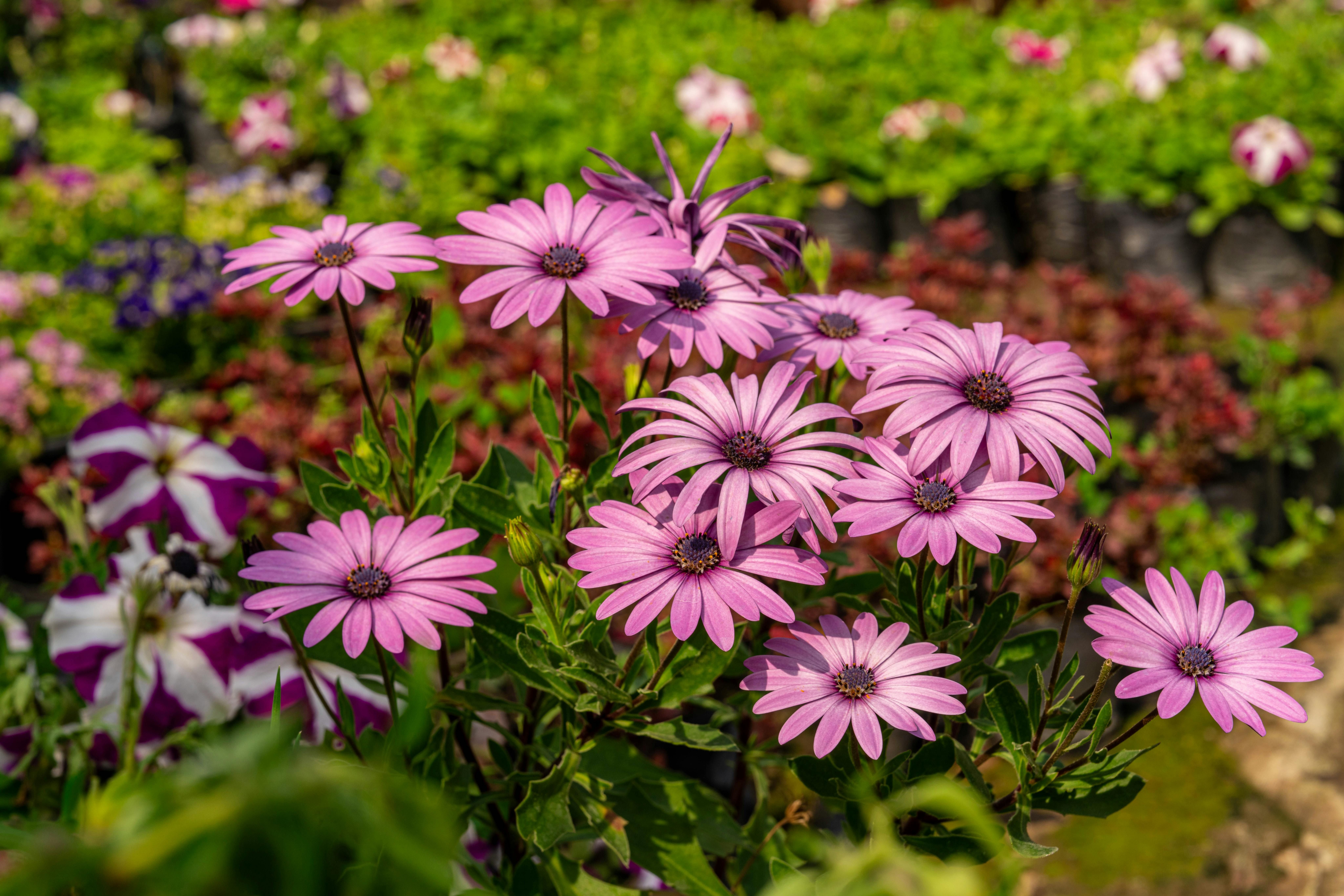 Высокие цветы в саду очень важны Высокие цветы в саду очень важны