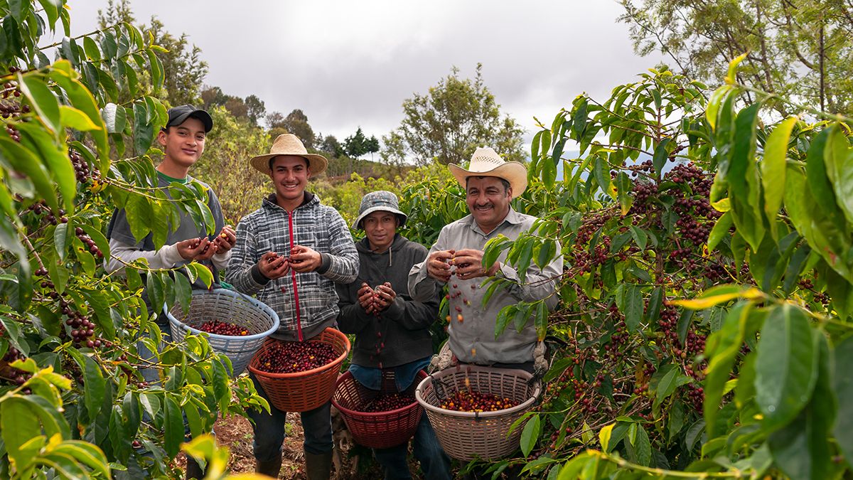 Ручной сбор кофе является достаточно ценным Ручной сбор кофе является достаточно ценным
