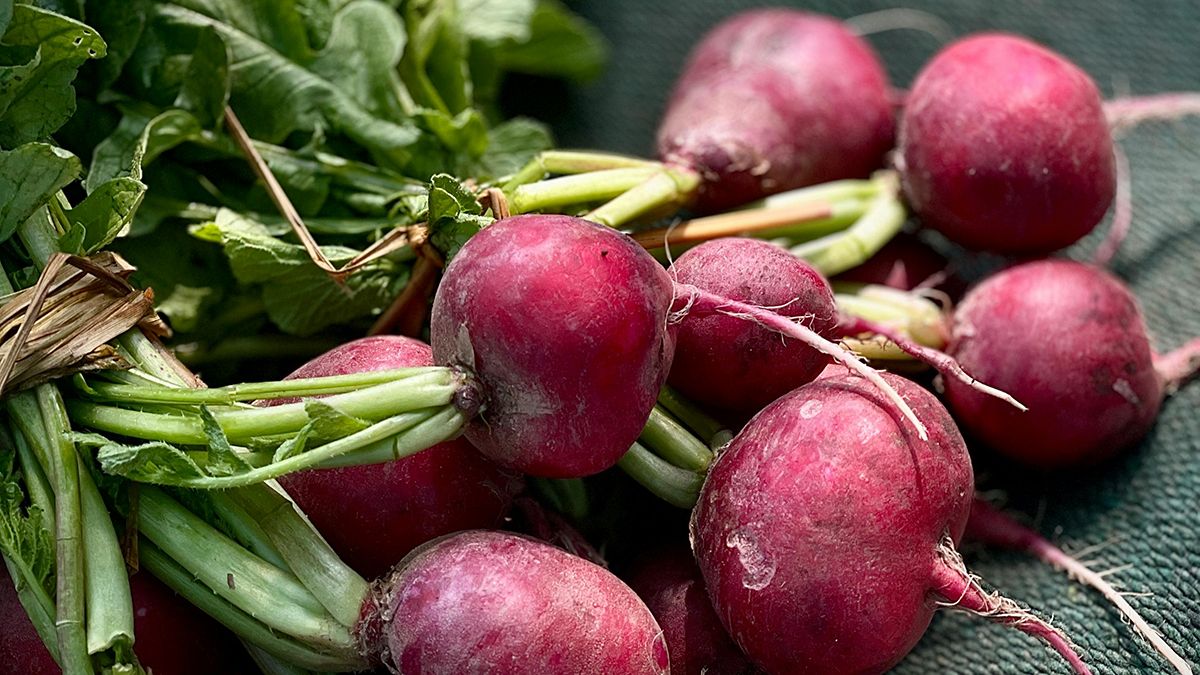 В марте можно сеять редиску В марте можно сеять редиску