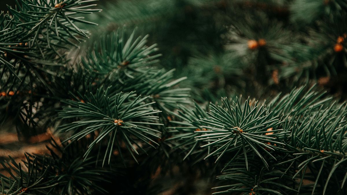 Почему нельзя сажать елку возле дома Почему нельзя сажать елку возле дома