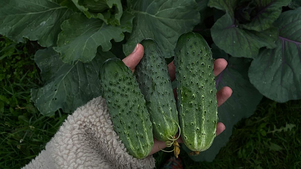 Сорта огурцов, которые дают самый лучший урожай Сорта огурцов, которые дают самый лучший урожай