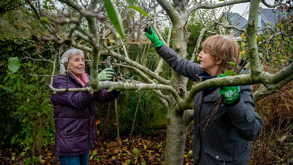 Плодовые деревья обрезают до формирования почек Плодовые деревья обрезают до формирования почек