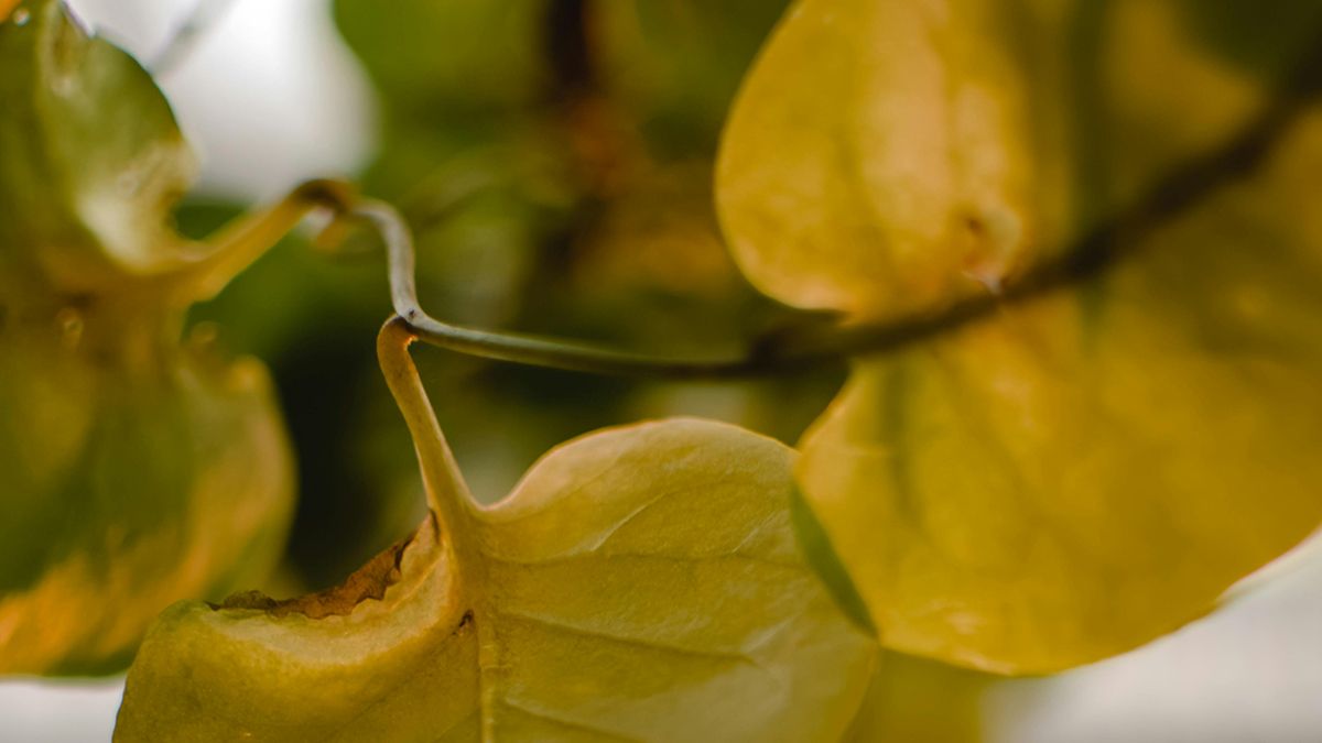 Листя жовтіє з кількох причин Листя жовтіє з кількох причин