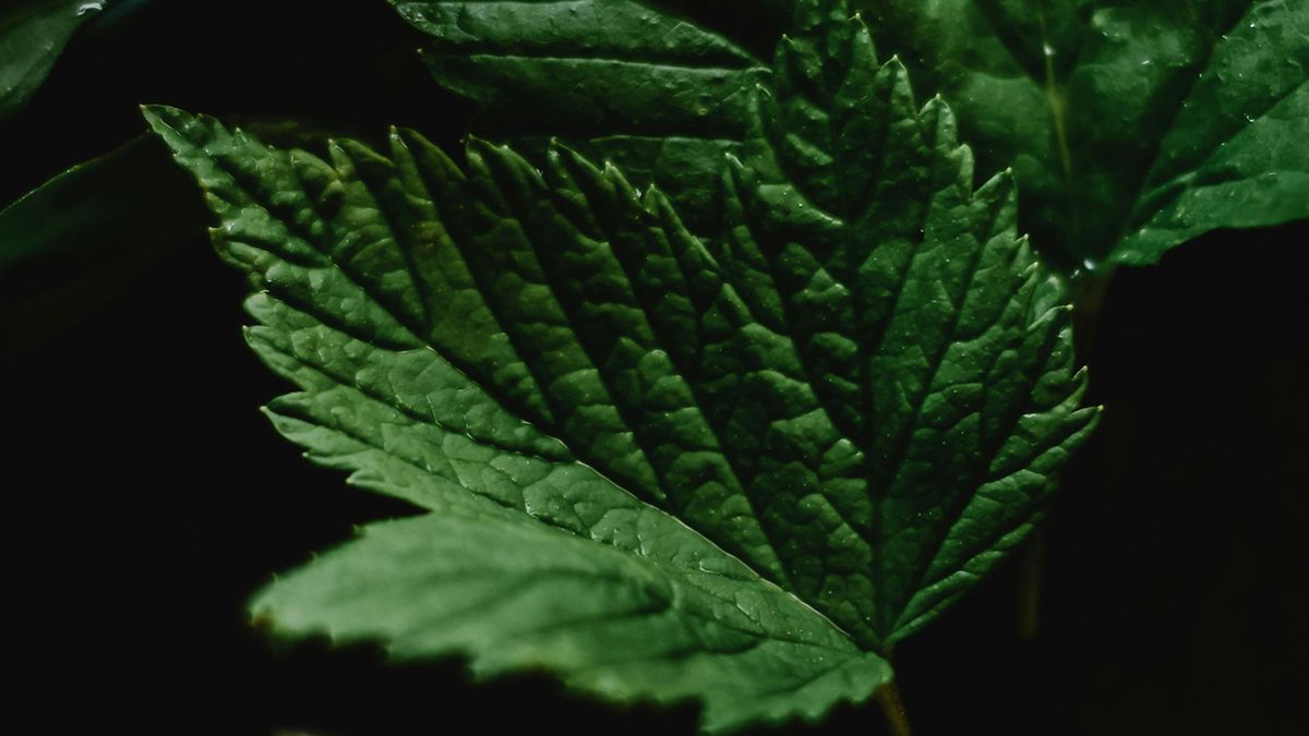 Правила обрезки кустов смородины Правила обрезки кустов смородины