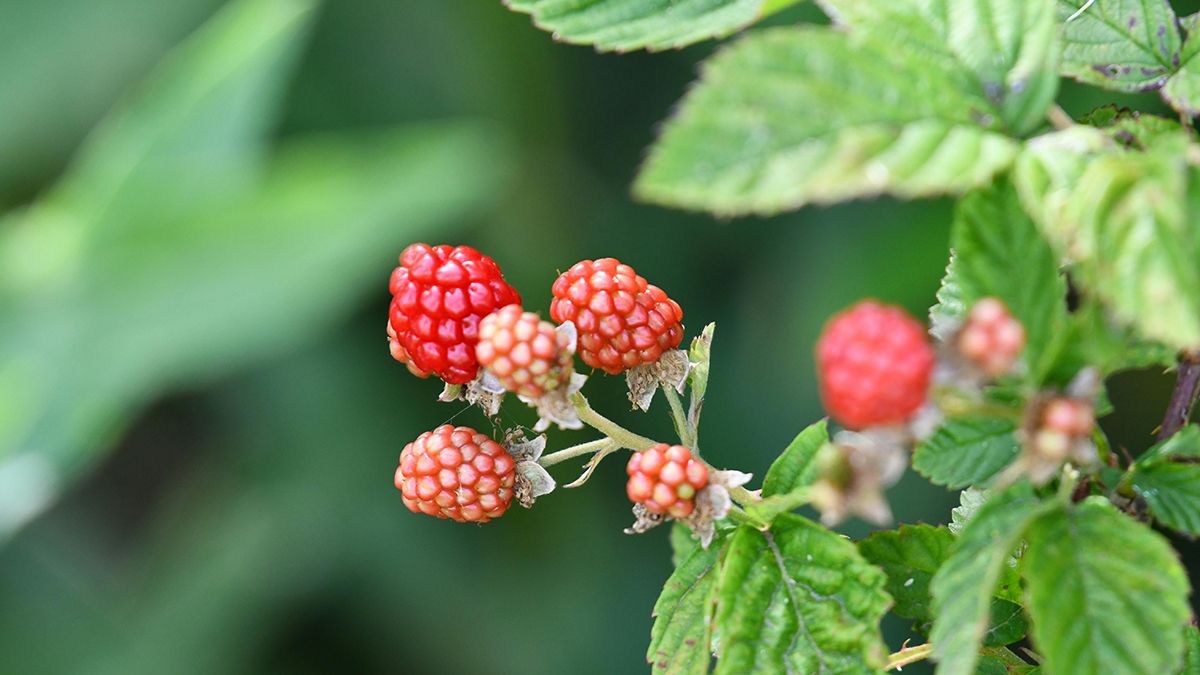 В марте можно обрезать кусты малины В марте можно обрезать кусты малины