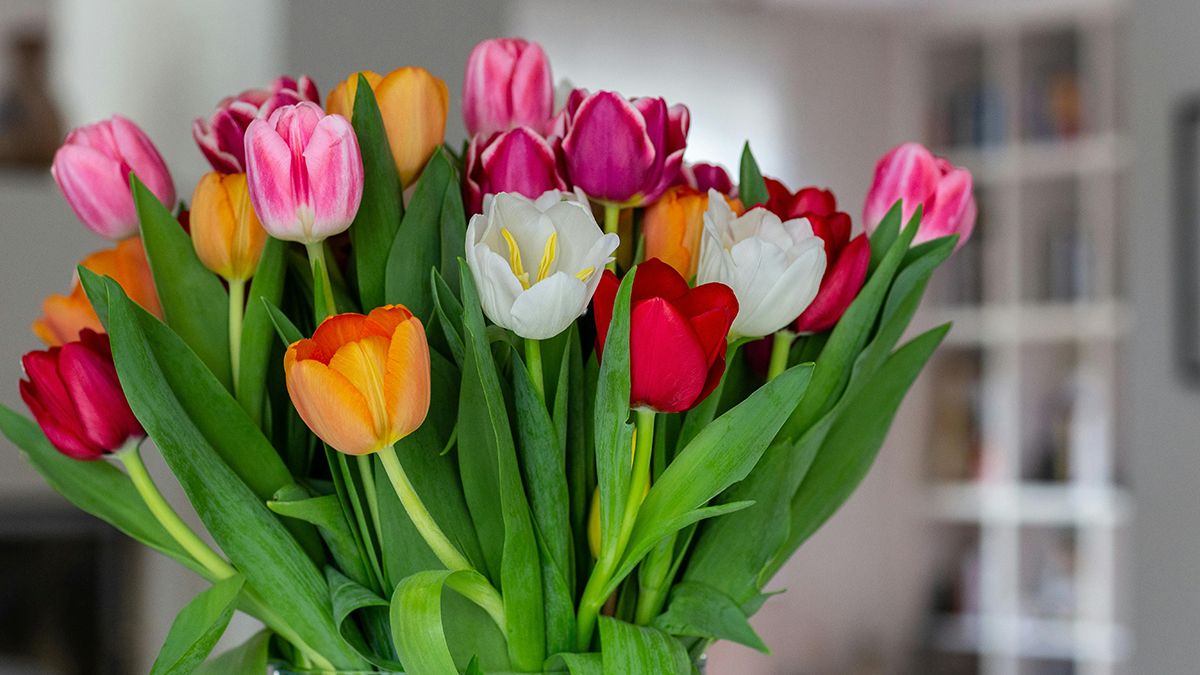 Тюльпаны стоит высаживать осенью Тюльпаны стоит высаживать осенью