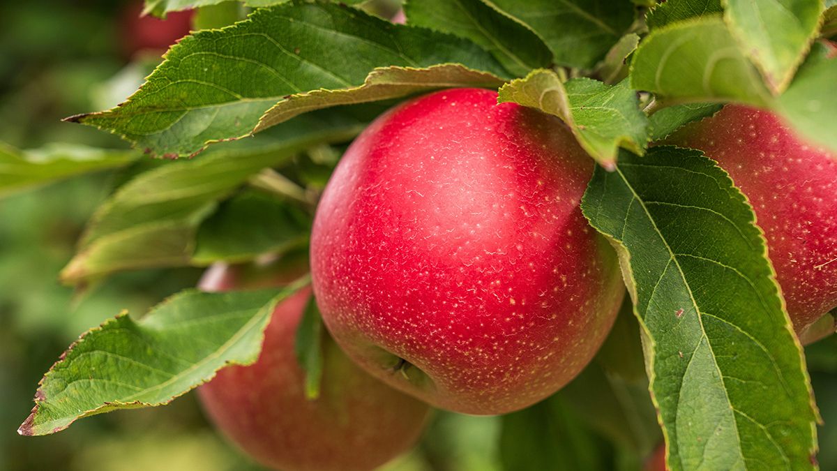 Найкращі сорти яблук для саду Найкращі сорти яблук для саду