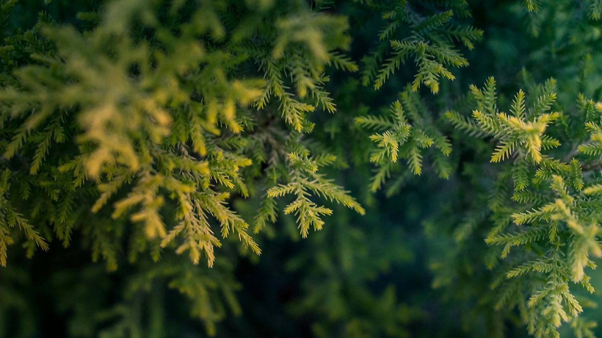 Тую нельзя сажать возле дома Тую нельзя сажать возле дома