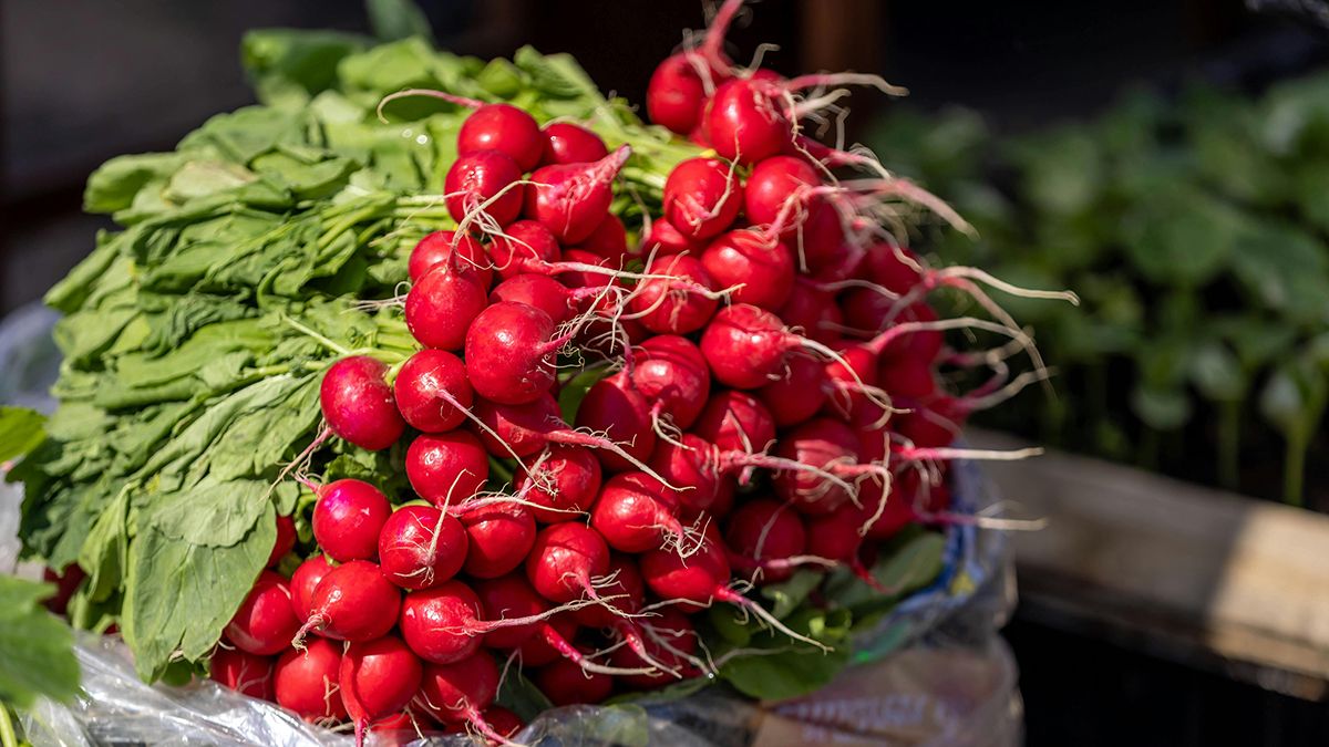 Самые лучшие сорта редиса для посадки Самые лучшие сорта редиса для посадки