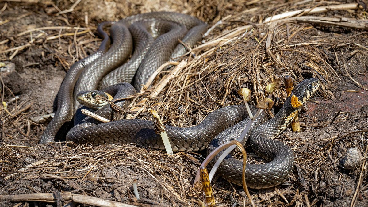 Ужей нельзя убивать ни в коем случае Ужей нельзя убивать ни в коем случае