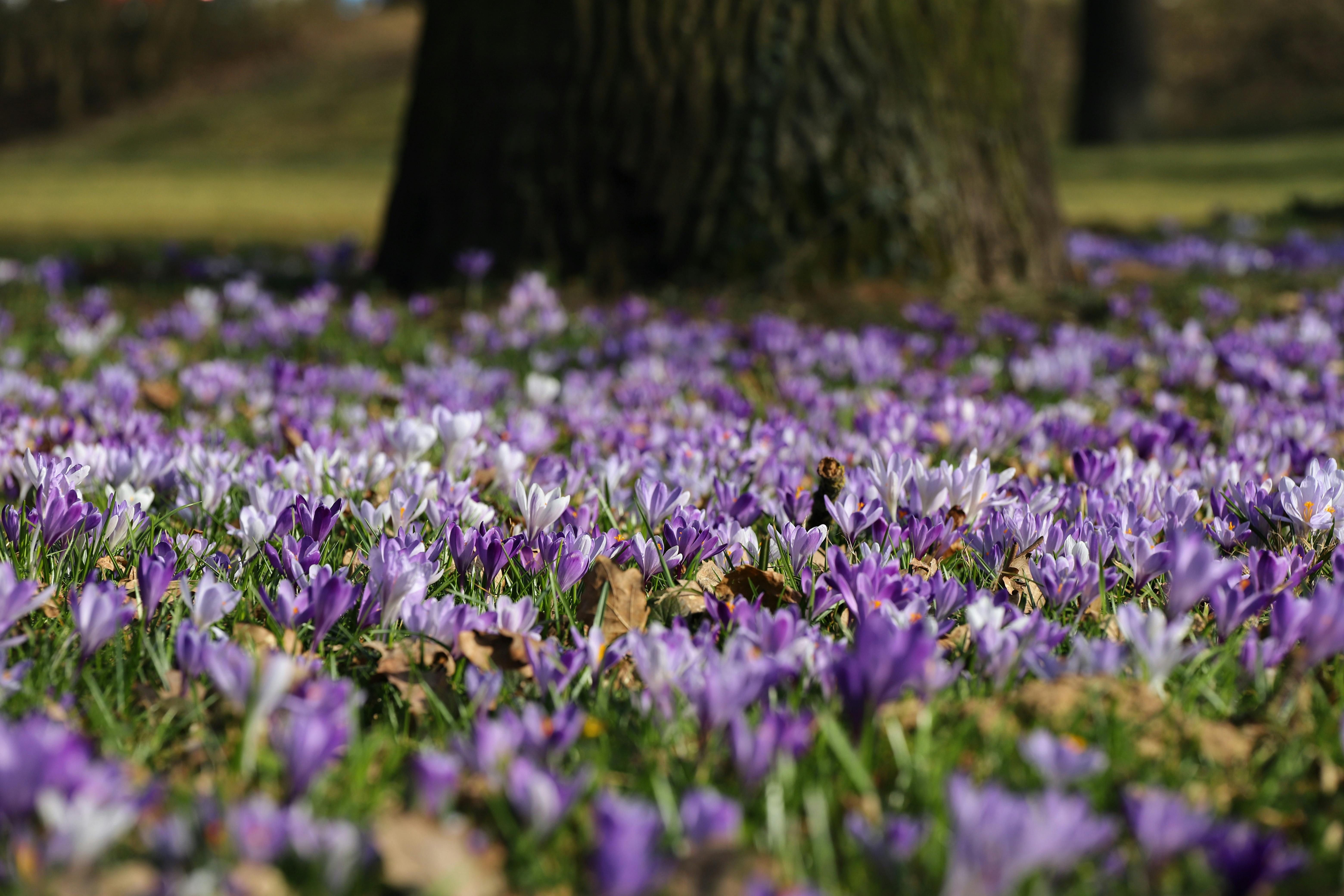 Некоторые цветы почти не нуждаются в уходе Некоторые цветы почти не нуждаются в уходе