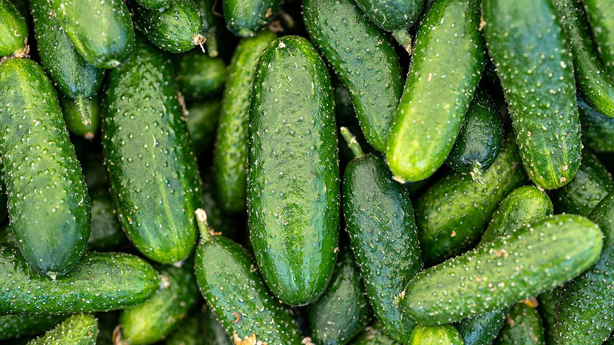 Огурцы сеют тогда, когда на улице тепло Огурцы сеют тогда, когда на улице тепло