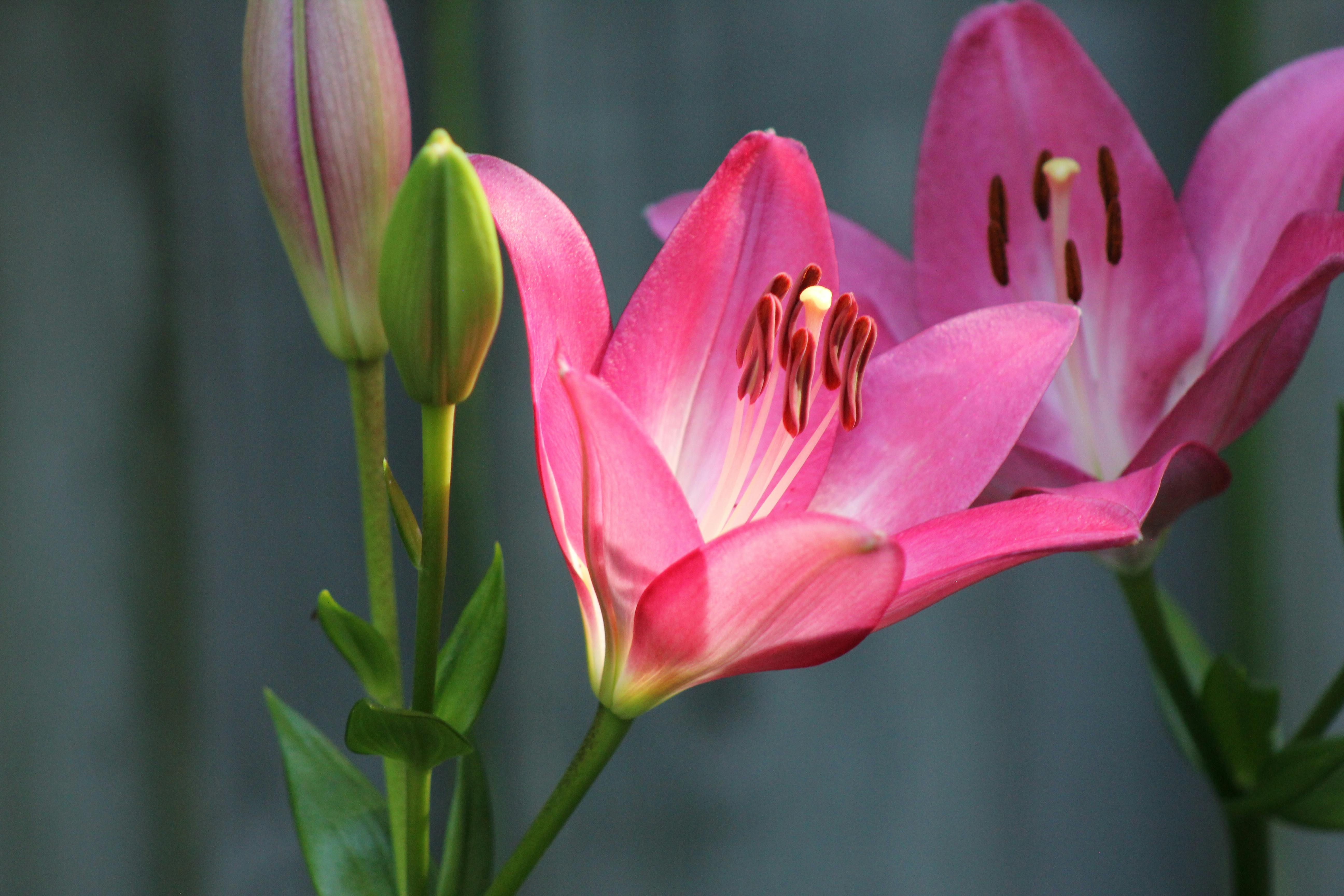 Лілії потрібно вчасно садити навесні Лілії потрібно вчасно садити навесні