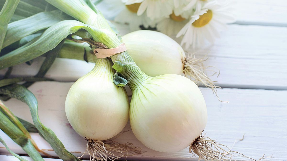 Лук можно сажать в конце декабря, когда он будет в конце декабря Лук можно сажать в конце декабря, когда он будет в конце декабря