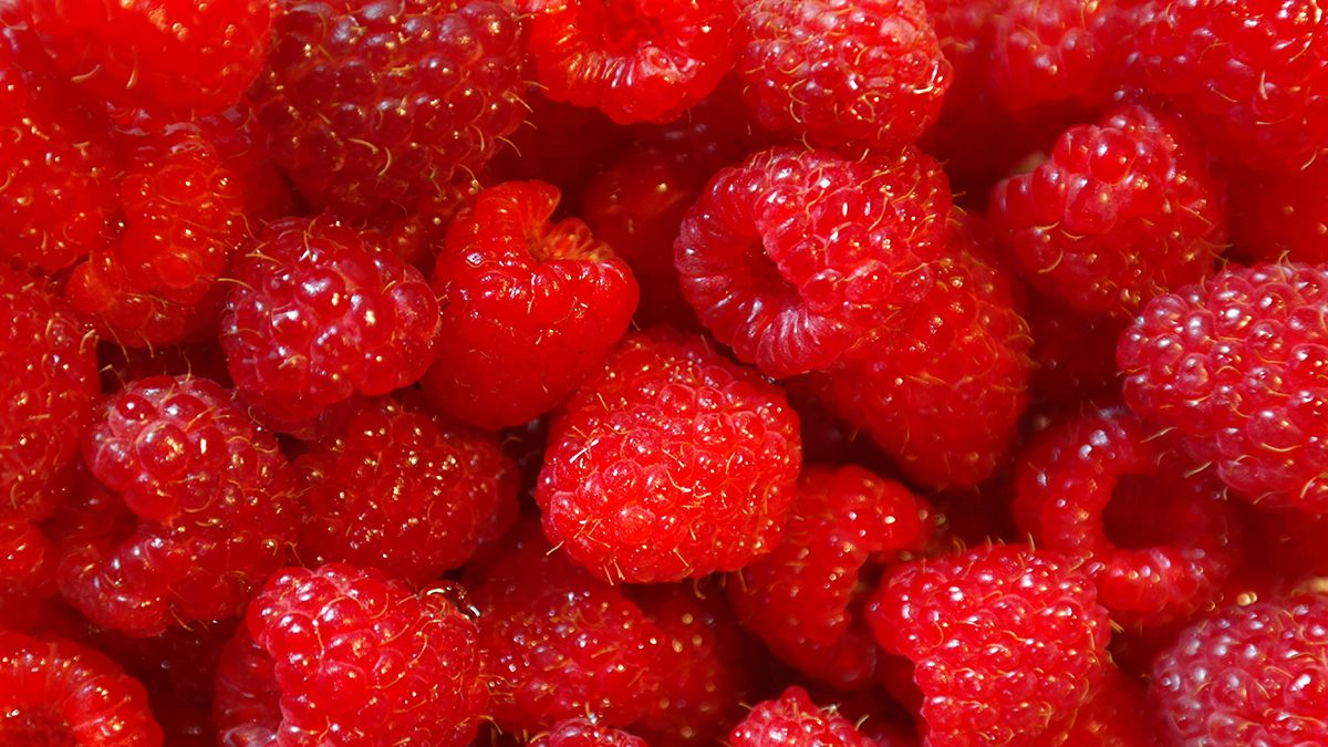 Лучшие сорта малины, о которых надо знать Лучшие сорта малины, о которых надо знать