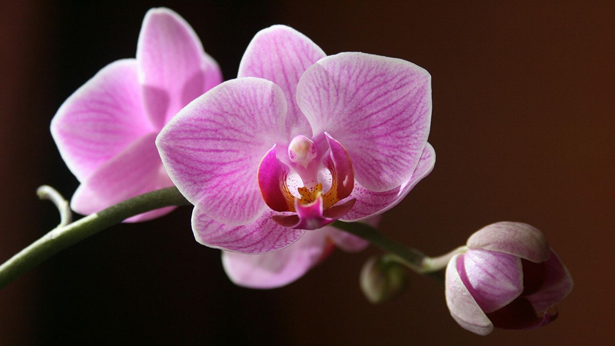 Орхидею можно подкормить в домашних условиях Орхидею можно подкормить в домашних условиях