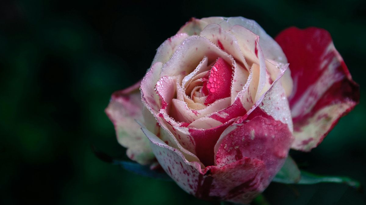 Троянди потрібно обрізати у березні Троянди потрібно обрізати у березні