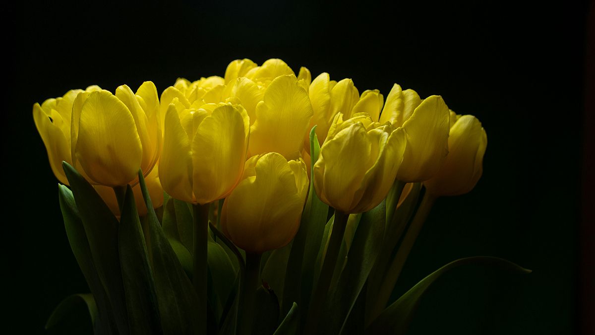 Тюльпаны можно сажать весной Тюльпаны можно сажать весной