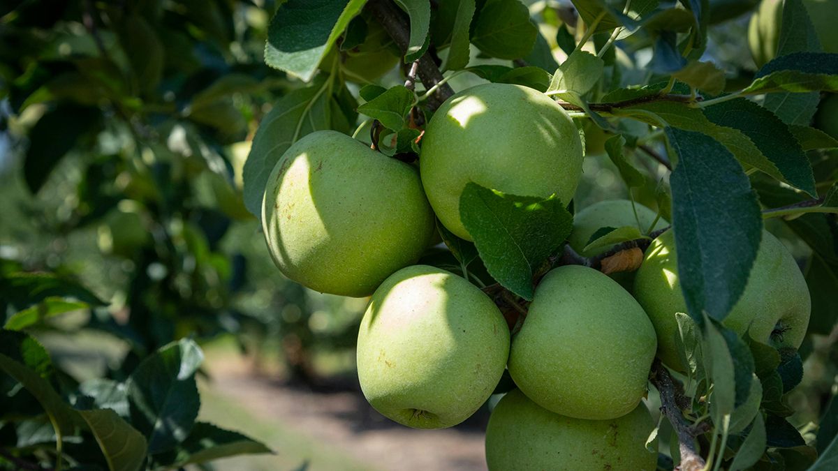 Яблуню навесні підживлюють мінеральними та органічними добривами Яблуню навесні підживлюють мінеральними та органічними добривами