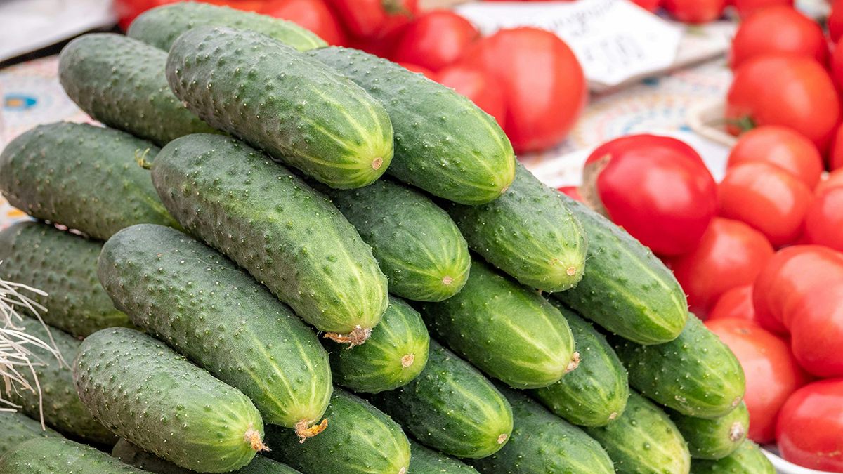 Огурцы можно посадить в пакете Огурцы можно посадить в пакете