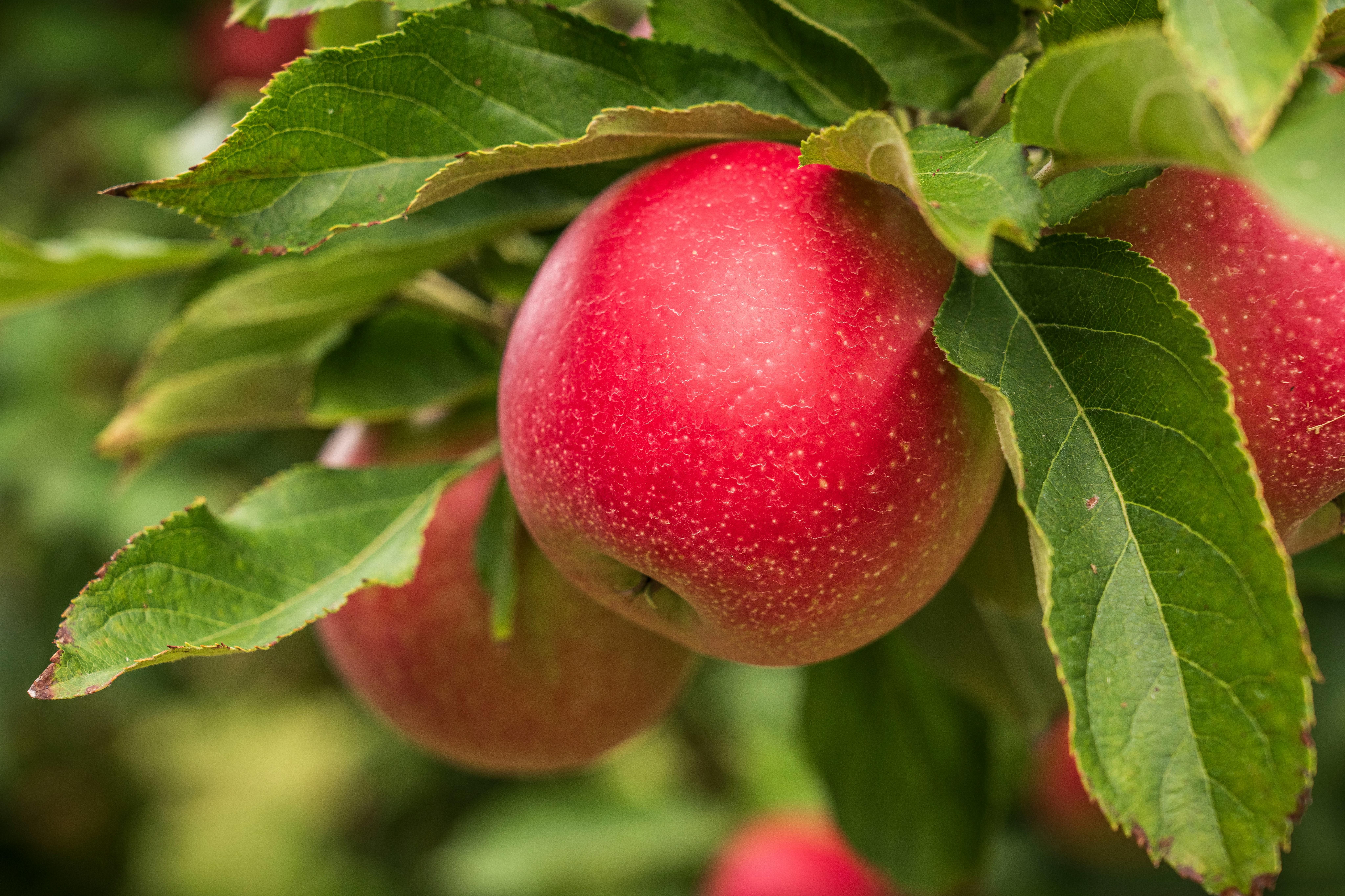 Яблоню нужно сажать правильно Яблоню нужно сажать правильно