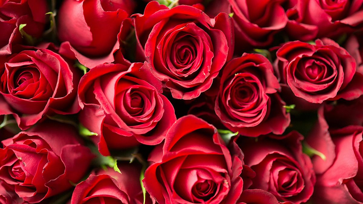 Кущі троянд треба обрізати до квітня Кущі троянд треба обрізати до квітня