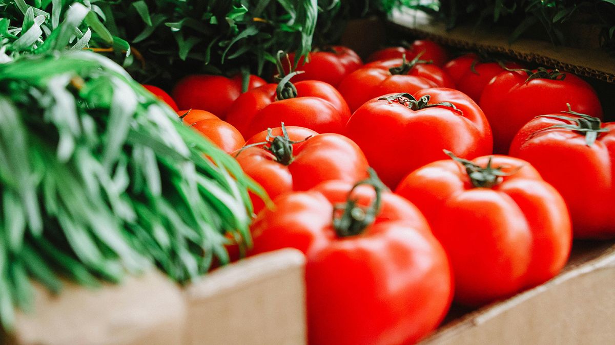 Правила посадки помидоров на рассаду Правила посадки помидоров на рассаду