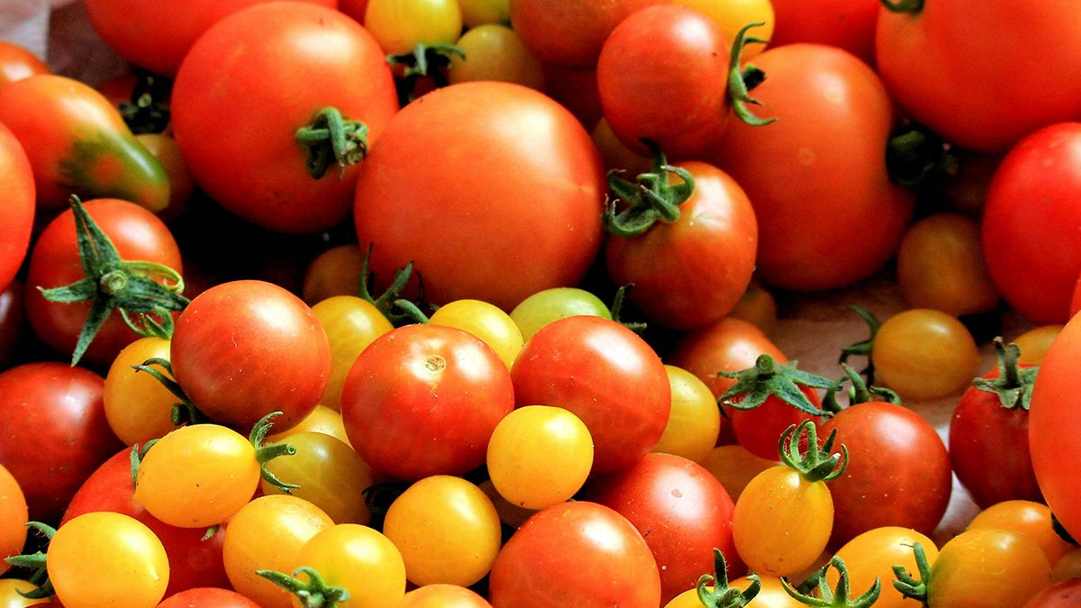 Посадка помидоров в апреле Посадка помидоров в апреле