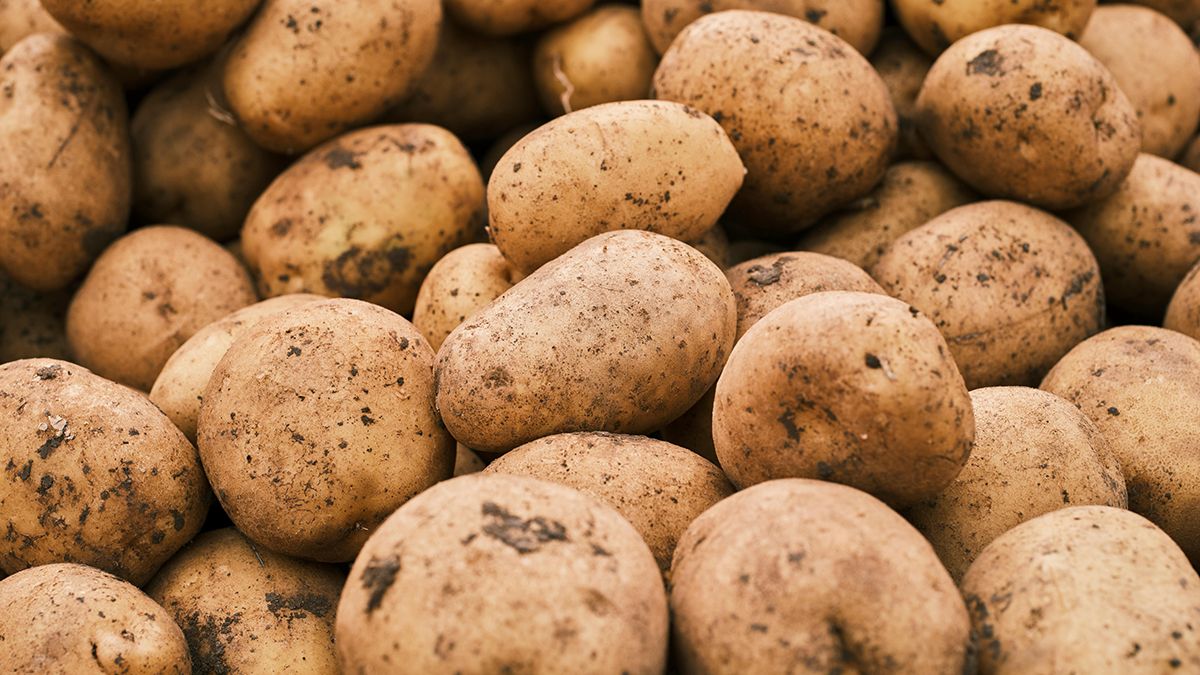 Названо лучшее время для посадки картофеля Названо лучшее время для посадки картофеля