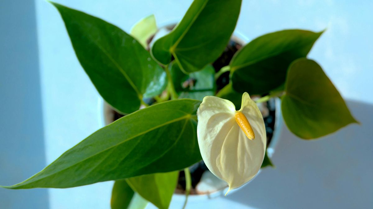 Спатифиллум будет расти благодаря простому уходу Спатифиллум будет расти благодаря простому уходу