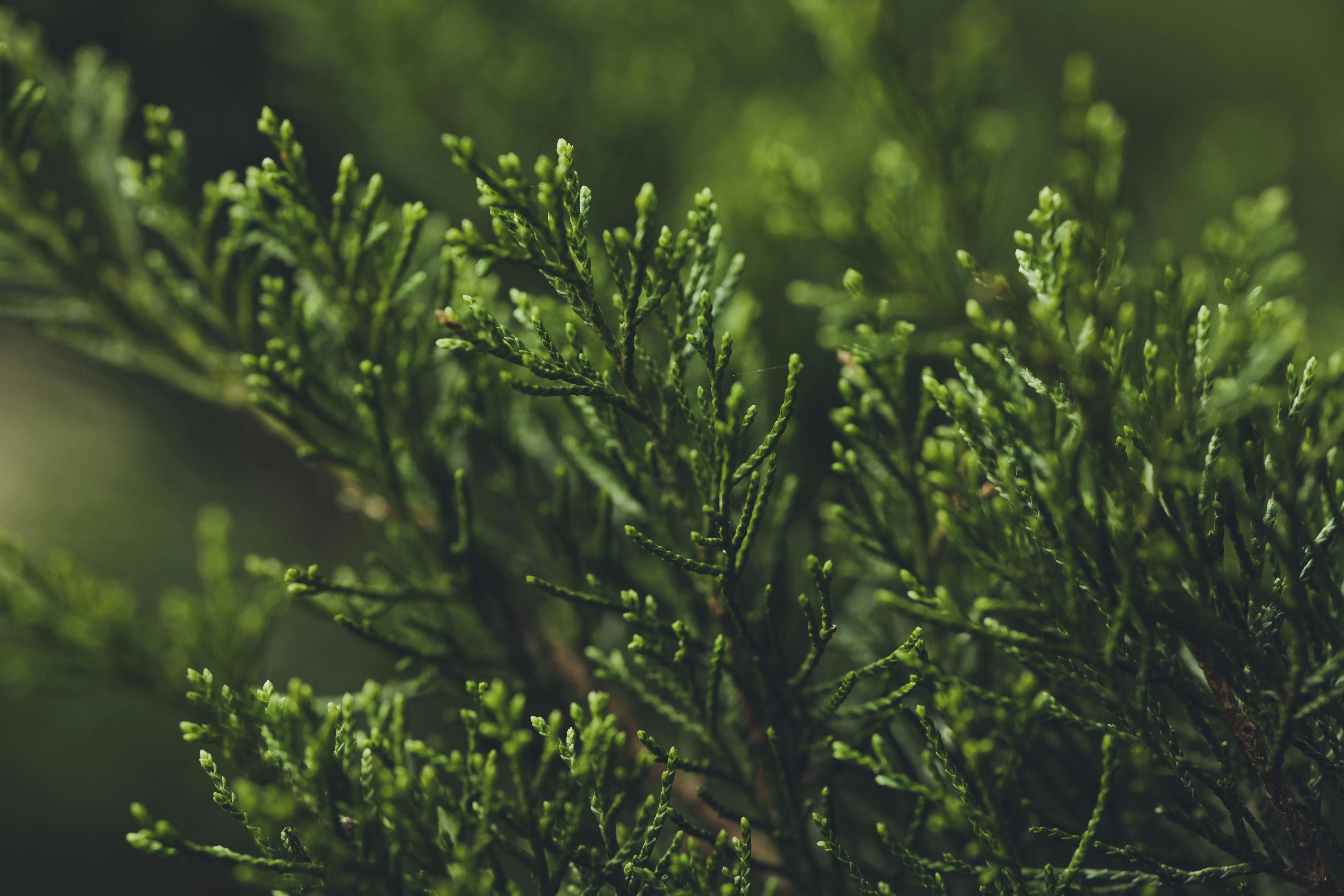 Туя потребує правильної та регулярної обрізки Туя потребує правильної та регулярної обрізки