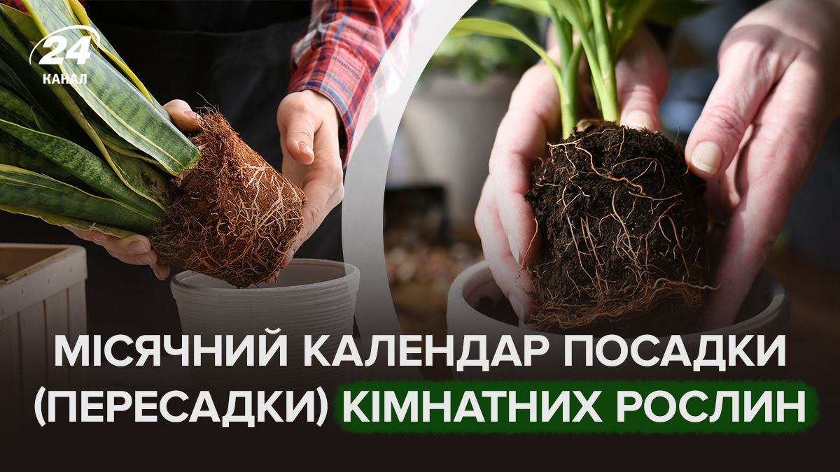 Місячний календар посадки кімнатних рослин Місячний календар посадки кімнатних рослин