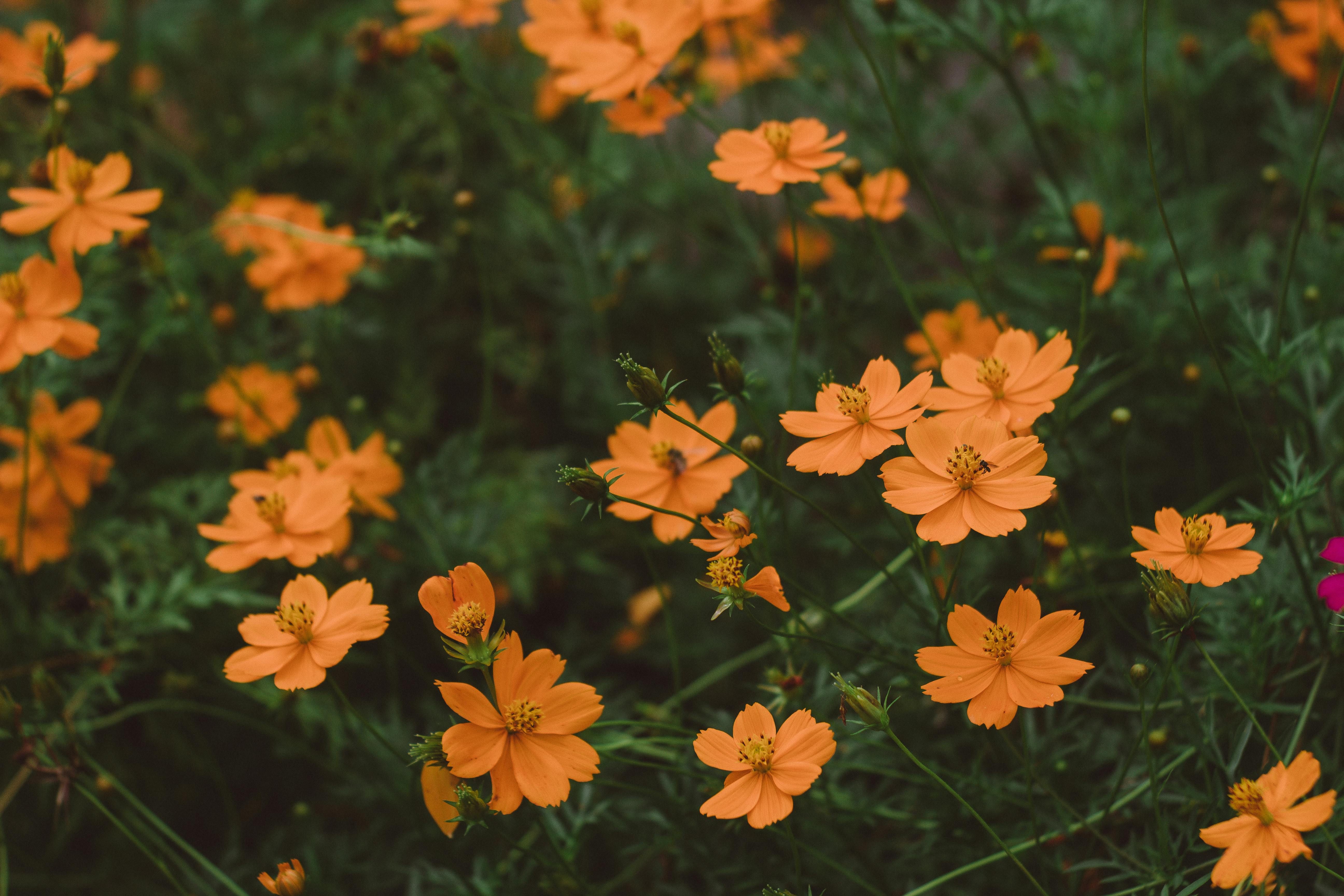 Чимало рослин добре ростуть в тіні Чимало рослин добре ростуть в тіні