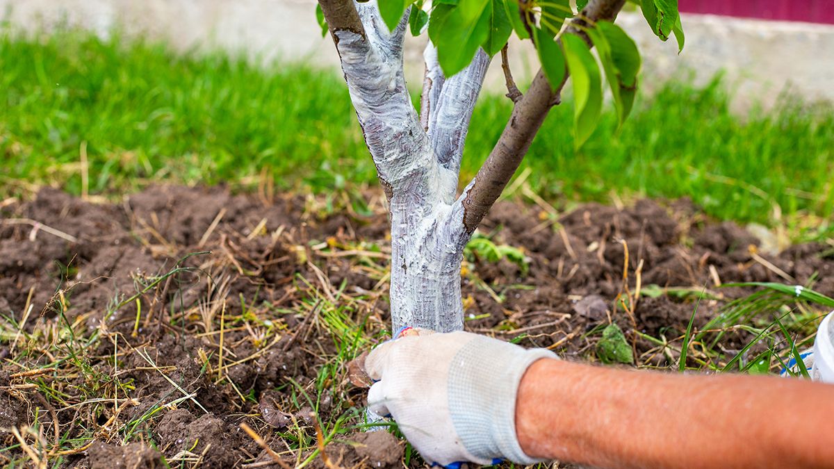 Названо время для побелки деревьев Названо время для побелки деревьев