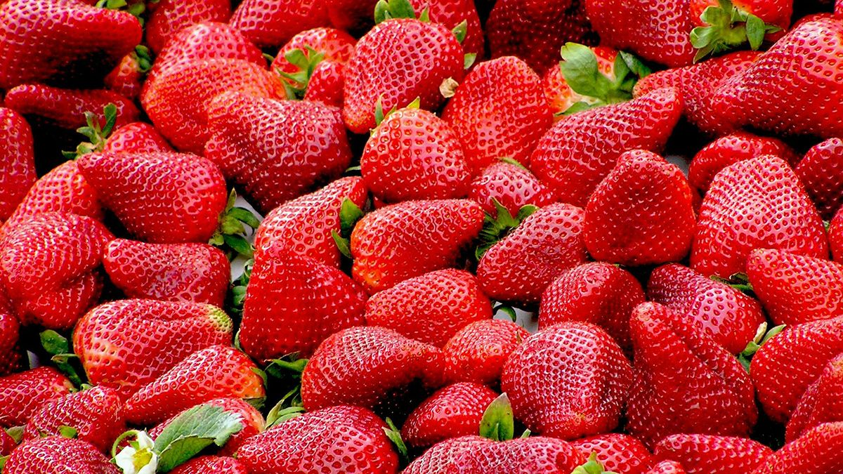 Клубнику надо сажать весной Клубнику надо сажать весной