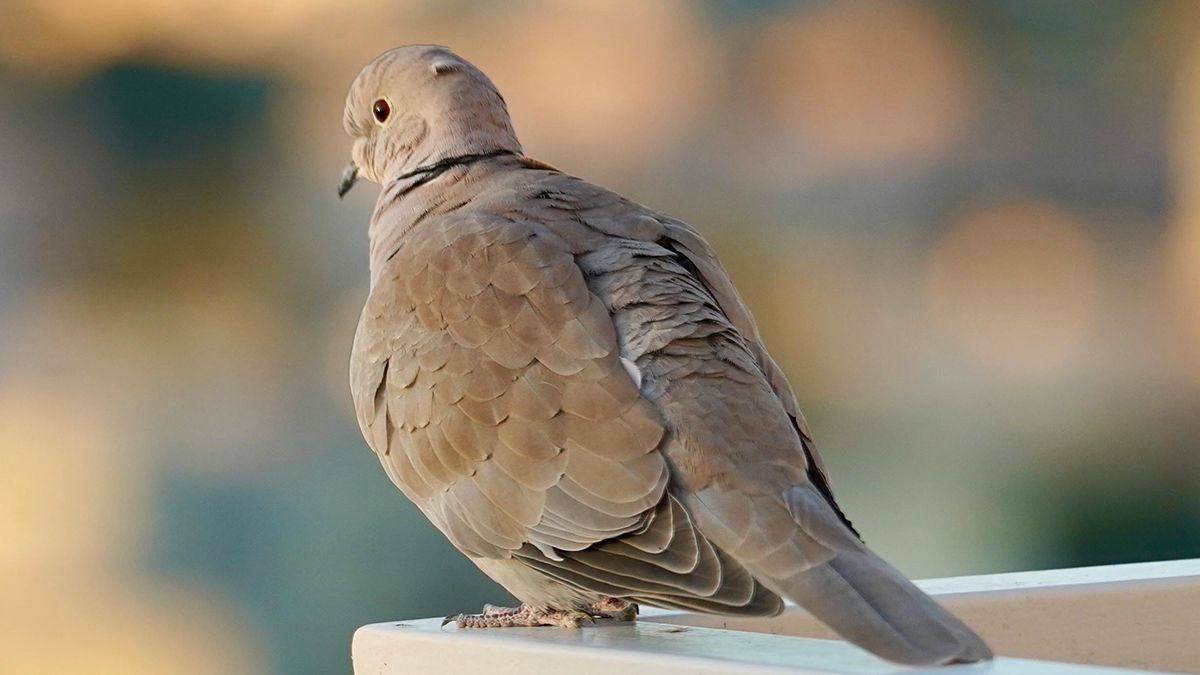 Голубів можна прогнати з ділянки Голубів можна прогнати з ділянки