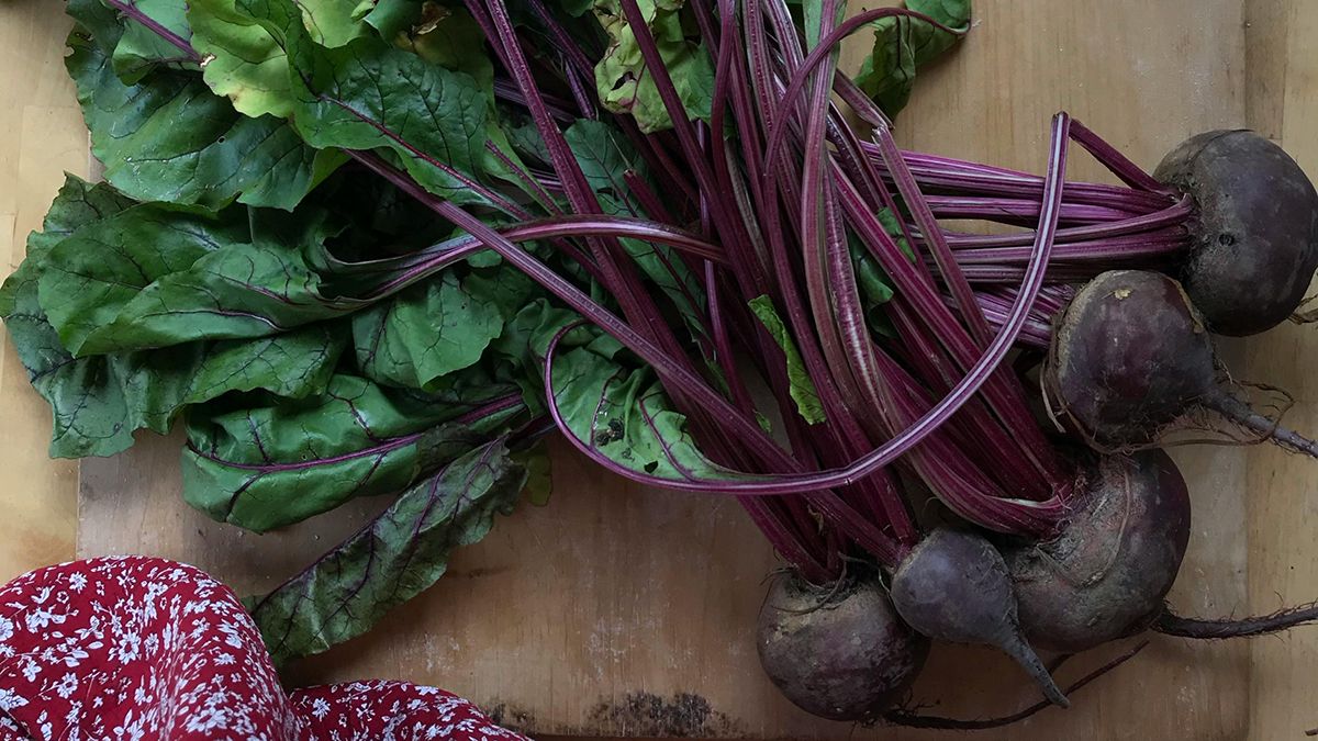 Найкращі сорти буряка, про які треба знати Найкращі сорти буряка, про які треба знати