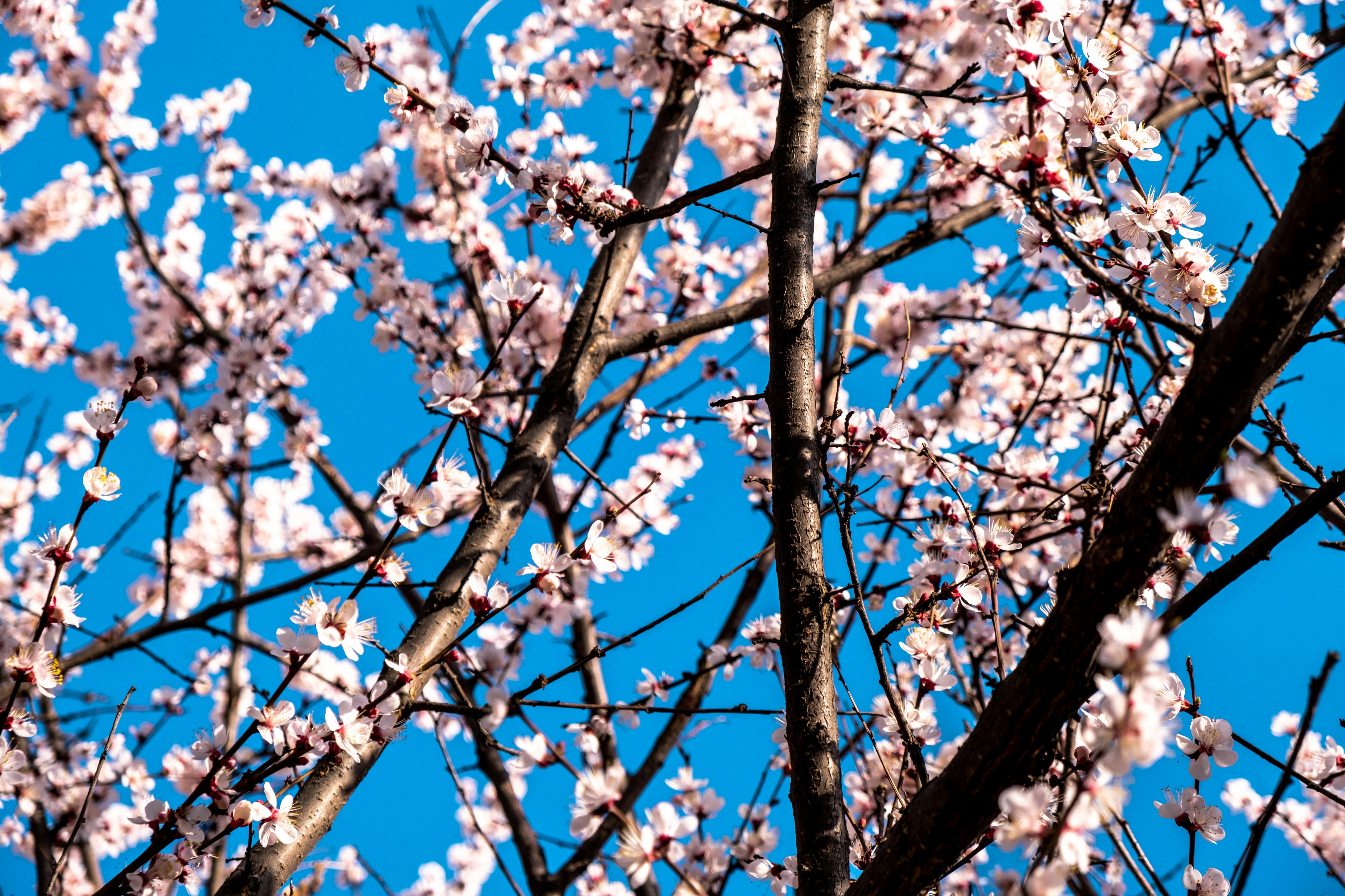 Плодові дерева потрібно захистити від заморозків Плодові дерева потрібно захистити від заморозків