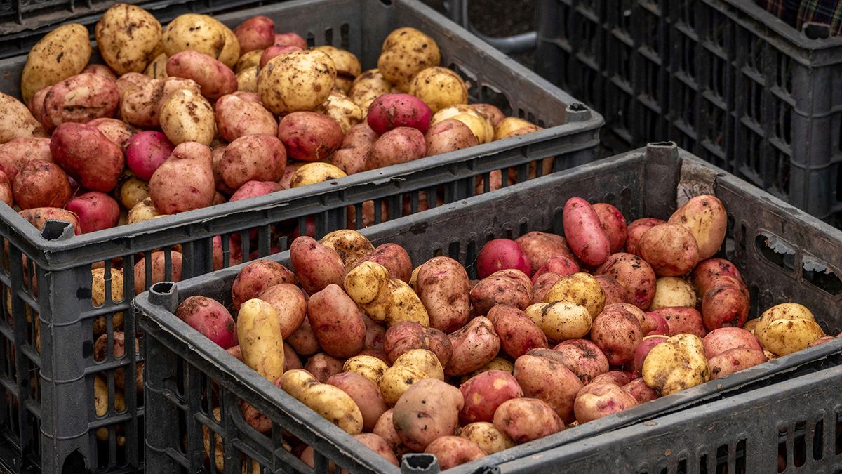 Що треба знати про користь картопляного лушпиння Що треба знати про користь картопляного лушпиння